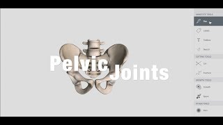 Joints Of Pelvis  Anatomy [upl. by Gnem]