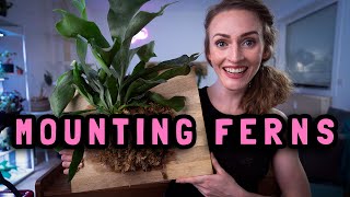 How to divide and mount staghorn ferns [upl. by Harias]