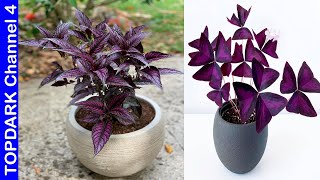 12 Plantas Que Tienen Hojas Moradas [upl. by Siwel]