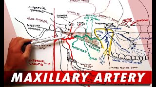 MAXILLARY ARTERY and its Branches  Anatomy Tutorial [upl. by Naujuj887]