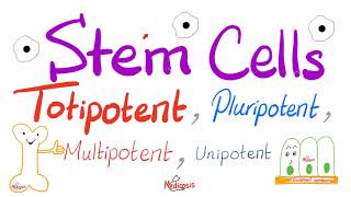 Stem Cells Types Totipotent Pluripotent Multipotent and Unipotent  Teratogens  Biology [upl. by Bajaj]