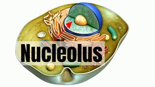 What is the nucleolus [upl. by Sklar]