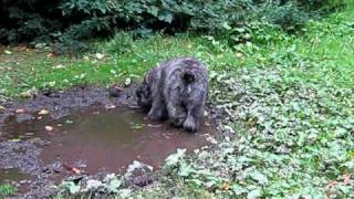 5 month old Bouvier Des Flandres Puppy [upl. by Harlen335]