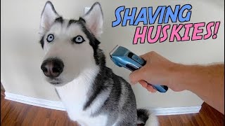 Shaving A Siberian Huskys Coat Veehoo Pet Clippers [upl. by Lodhia235]