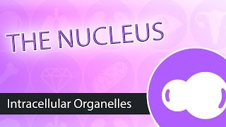 Intracellular Organelles The Nucleus [upl. by Rossi62]