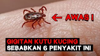 Awas Gigitan Kutu Kucing Sebabkan 6 Penyakit Ini [upl. by Hilel815]