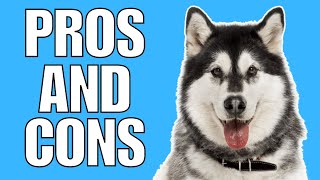 SIBERIAN HUSKY Pros amp Cons Shocking [upl. by Atnad177]