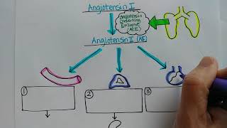 ReninAngiotensinAldosterone System [upl. by Amethist902]