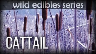 Cattail  Wild Edibles Series [upl. by Elodea]