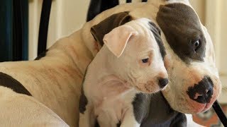 Mother Dogs Protecting Their Babies Compilation [upl. by Jenne]