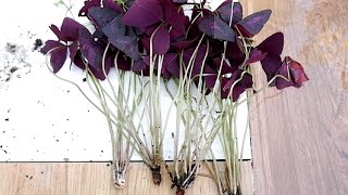 How to Divide and Propagate Oxalis Triangularis  Care Tips Purple Shamrock [upl. by Ziegler]