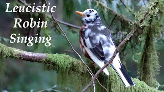 Leucistic American Robin Singing [upl. by Dnalyaw]