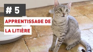 Comment apprendre l’usage de la litière à mon chat [upl. by Yelroc]