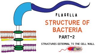 Structure of Bacteria  Part 2  Flagella  Pili  Capsule [upl. by Cuthburt176]