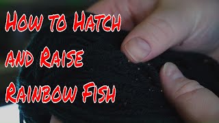 How to Hatch and Raise Rainbow Fish [upl. by Choong]