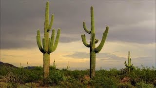 AMAZING Cacti and Succulents Worlds Most Spectacular Plants episode 11 of 14 [upl. by Buehler460]