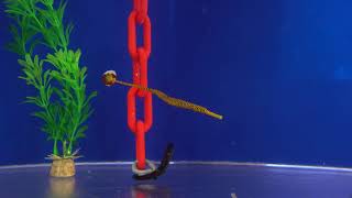 Pipefish [upl. by Syst]