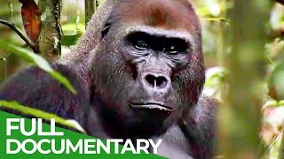 Gorillas The Gentle Giants  Free Documentary Nature [upl. by Kalbli]