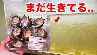 鮮魚スーパーで買った瀕死のサザエを汚れた水槽に入れたら大変なことになった！！ [upl. by Eerual]