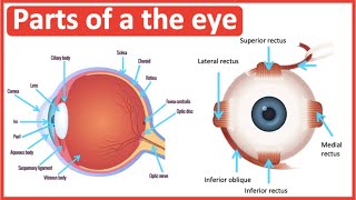 Eye anatomy amp function 👀  Easy science lesson [upl. by Ailadgim]