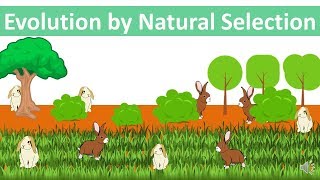 Evolution by Natural Selection updated [upl. by Beller]