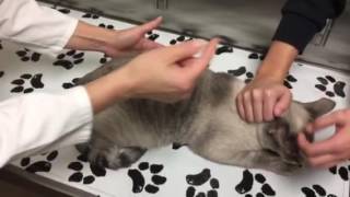 Constipation in a cat with megacolon How to monitor treat and care for your cat at home [upl. by Rabbaj671]