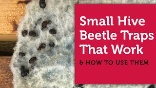 Small Hive Beetle Traps That Work amp How to Use Them [upl. by Aleacem]