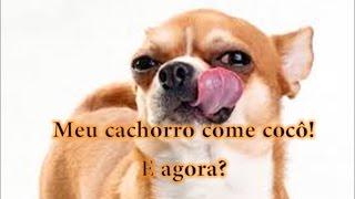 Meu cachorro come cocô e agora Coprofagia canina [upl. by Yennek556]