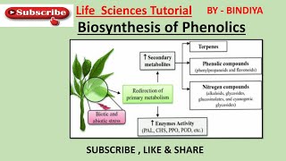 Biosynthesis Of Phenolics Shikimic Acid Pathway [upl. by Ixel661]