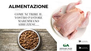 23 Come alimentare il Pastore Maremmano Abruzzese ita [upl. by Ailbert529]