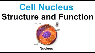 Cell nucleusstructure and function [upl. by Amaerd]