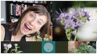 Phacelia Tanacetifolia growingseedingplantingcover crop sequence blooming [upl. by Adianez]