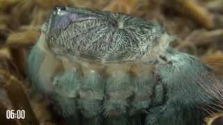 Tarantula molting is like alien from science fiction movie A must watch [upl. by Ardis]