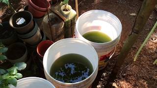 How to grow Green Water Algae [upl. by Nhar]