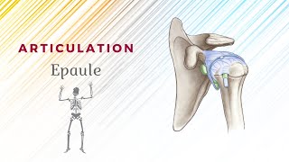 Anatomie De Lépaule  Articulation ScapuloHumérale [upl. by Bornie]