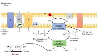 GlycerolPhosphate Shuttle  NADH Electron Transport Chain and ATP Yield [upl. by Ummersen640]