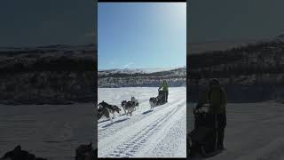 Mountain Dog Sledding  10 Siberian Huskies amp Stina Dog Sledding Back Home [upl. by Nonek]