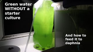 Green Water WITHOUT a Starter Culture  From Scratch  How To [upl. by Infeld]