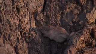 Natural Selection and the Rock Pocket Mouse — HHMI BioInteractive Video [upl. by Yrrac271]