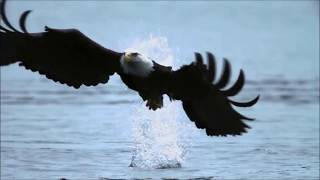 Fly Like An Eagle  Steve Miller Band Music Video HD [upl. by Ortiz]