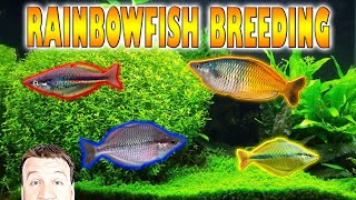 How to Easily Breed Rainbowfish [upl. by Annhej700]