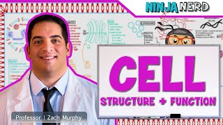 Cell Biology  Cell Structure amp Function [upl. by Netsua]