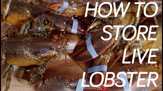 How to Store Live Maine Lobsters [upl. by Bertine]