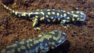 Salamander Care and Feeding [upl. by Jacinda]