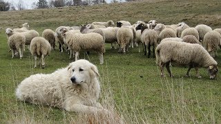 Maremma Sheepdogs  Fearless Flock Guardians [upl. by Adnofal]