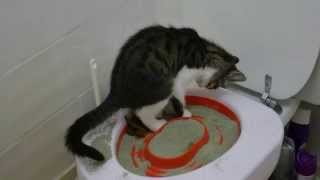 Chat apprend à aller aux toilettes  Cat learns how to go to toilet Litter Kwitter kit [upl. by Liggett]