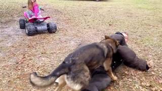 German shepherd protects 5 year old girl from bad guy [upl. by Aikit675]