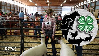 4H Livestock Show And Market Auction [upl. by Ydda]