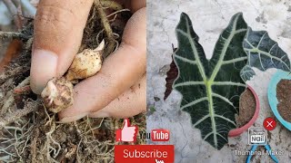 How To Propagate Alocasia From Its Bulb  Multiple Garden [upl. by Waynant]