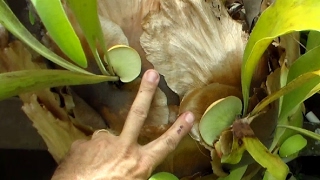 Propagate Staghorn Fern by Cutting [upl. by Relyc]